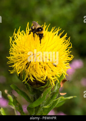 Jardin, bourdons Bombus hortorum se nourrir sur les fleurs d'été chef de la centaurée, Centaurea macrocephala géant Banque D'Images