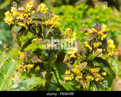 Feuillage Bronze et jaune feuilles de l'été, Hardy, vivace à fleurs Lysimachia ciliata 'Firecracker' Banque D'Images