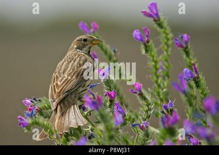 Bruant Proyer (Emberiza calandra), assis dans des fleurs, Andalousie, Espagne | Le monde d'utilisation Banque D'Images