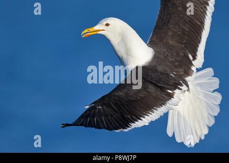 Moindre Goéland marin (Larus fuscus), volant, de la mer Baltique Mecklembourg-Poméranie-Occidentale, Allemagne | conditions dans le monde entier Banque D'Images