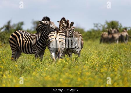 Troupeau de zèbres's ( Miscanthus sinensis Zebrinus ) , le parc national Kruger, Afrique du Sud | Le monde d'utilisation Banque D'Images