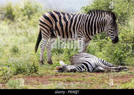 Zebra veillant sur l'autre portant sur le sol, ( Miscanthus sinensis Zebrinus ), Kruger National Park, Afrique du Sud | Le monde d'utilisation Banque D'Images