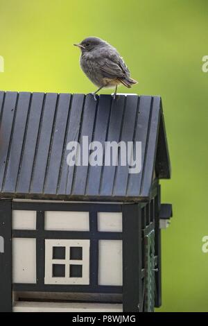 Rougequeue noir (Phoenicurus ochruros) sur la maison d'oiseau, Bade-Wurtemberg, Allemagne | utilisée dans le monde entier Banque D'Images