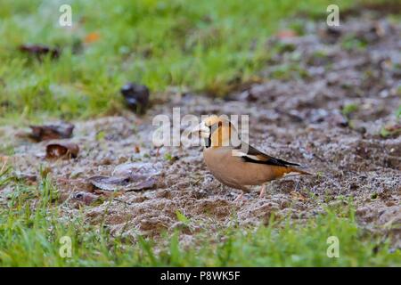 (Coccothraustes coccothraustes Hawfinch), des profils de nourriture, Brandebourg, Allemagne | utilisée dans le monde entier Banque D'Images