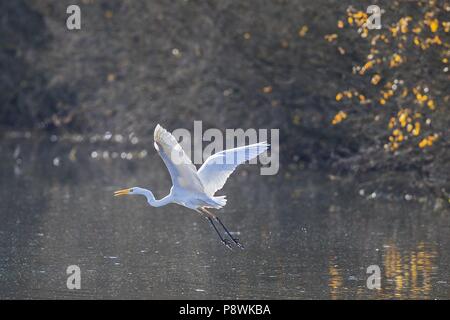 Grande Aigrette (Ardea alba), volant au-dessus de l'eau, Bade-Wurtemberg, Allemagne | utilisée dans le monde entier Banque D'Images