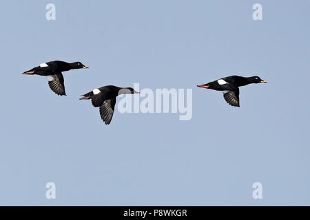 Macreuse noire (Melanitta fusca Velvet) groupe flying au-dessus de l'eau, de la mer Baltique Mecklembourg-Poméranie-Occidentale, Allemagne, dans le monde d'utilisation | Banque D'Images