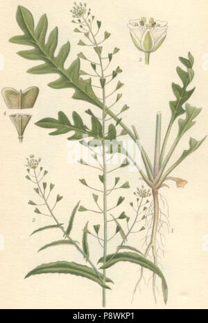 . 74 Capsella bursa pastoris lomme Banque D'Images