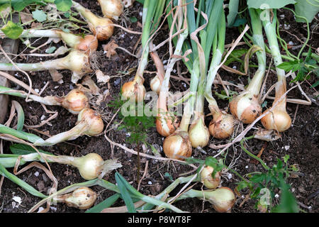 De plus en plus les oignons dans un petit jardin tiré pour le séchage à l'extérieur au soleil en juillet 2018 au Pays de Galles UK KATHY DEWITT Banque D'Images