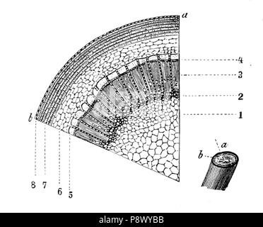 105 De voeding der planten(1886) p098 AFB42 Banque D'Images