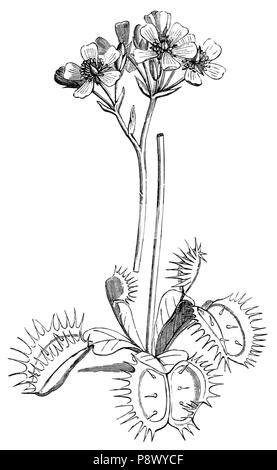 105 De voeding der planten(1886) p211 AFB69 Banque D'Images