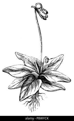 105 De voeding der planten(1886) p214 AFB70 Banque D'Images