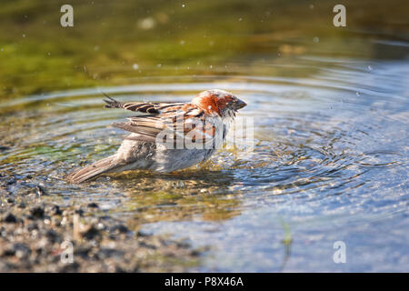 Moineau domestique Passer domesticus, Usedom, Baltique Sparrow prendre un bain tôt le matin dans un étang peu profond Banque D'Images