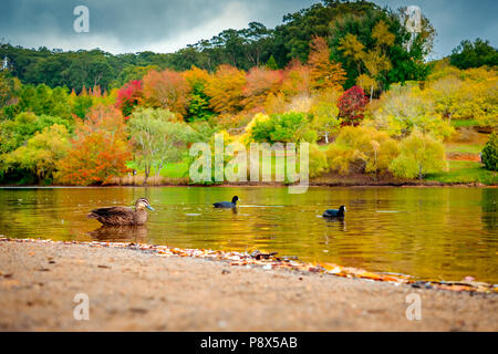 Piscine en automne les oiseaux de l'étang du parc de Mount Lofty, Australie du Sud Banque D'Images