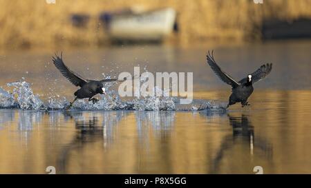 Foulque macroule (Fulica atra) Deux hommes se battre, Bade-Wurtemberg, Allemagne | utilisée dans le monde entier Banque D'Images