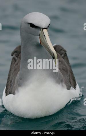 De l'albatros de Salvin (Thalassarche salvini) portrait, Kaikoura, New Zealand | conditions dans le monde entier Banque D'Images