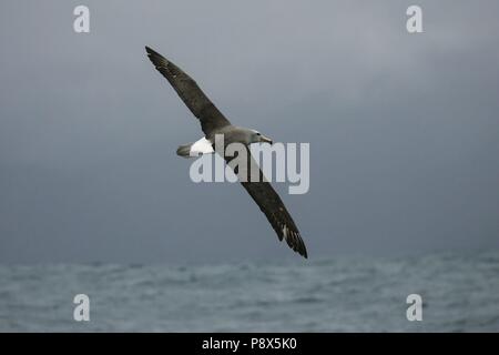 De l'albatros de Salvin (Thalassarche salvini) battant, Kaikoura, New Zealand | conditions dans le monde entier Banque D'Images