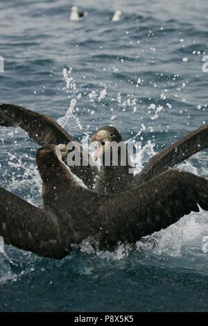 Le pétrel (Macronectes halli) deux oiseaux combats, Kaikoura, New Zealand | conditions dans le monde entier Banque D'Images