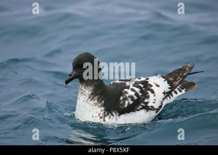 Cape Petrel Daption capense (natation), Kaikoura, New Zealand | conditions dans le monde entier Banque D'Images