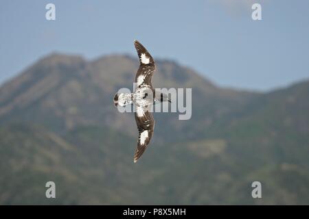 (Daption capense Cape Petrel) battant, Kaikoura, New Zealand | conditions dans le monde entier Banque D'Images