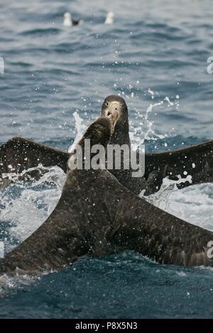 Le pétrel (Macronectes halli) deux oiseaux combats, Kaikoura, New Zealand | conditions dans le monde entier Banque D'Images