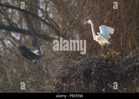 Héron cendré (Ardea cinerea) avec grande aigrette (Ardea alba) territoire lutte, Bade-Wurtemberg, Allemagne | utilisée dans le monde entier Banque D'Images