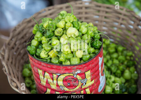 Poivrons verts frais dans une boîte métallique à vendre sur la stalle du marché, Ghana Banque D'Images