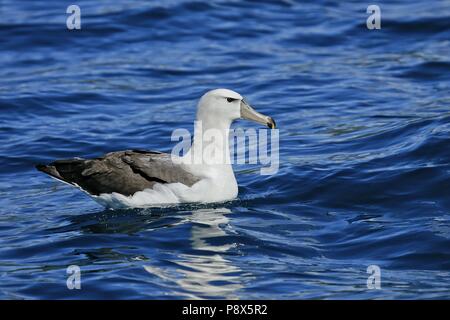 Albatros timide (Thalassarche cauta) natation, Kaikoura, New Zealand | conditions dans le monde entier Banque D'Images