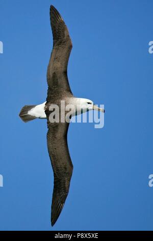 Albatros à sourcils noirs (Thalassarche melanophris) battant, Kaikoura, New Zealand | conditions dans le monde entier Banque D'Images