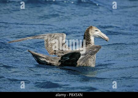 Pétrel géant (Macronectes giganteus) natation, Kaikoura, New Zealand | conditions dans le monde entier Banque D'Images