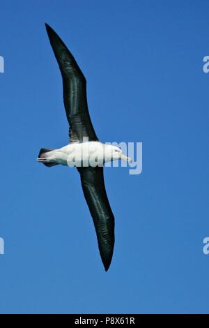 Albatros à sourcils noirs (Thalassarche melanophris) battant, Kaikoura, New Zealand | conditions dans le monde entier Banque D'Images
