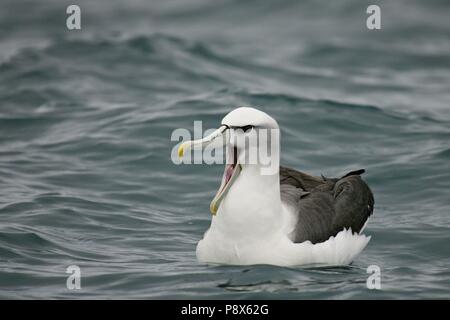 Albatros timide (Thalassarche cauta) natation avec bill, Kaikoura, New Zealand | conditions dans le monde entier Banque D'Images