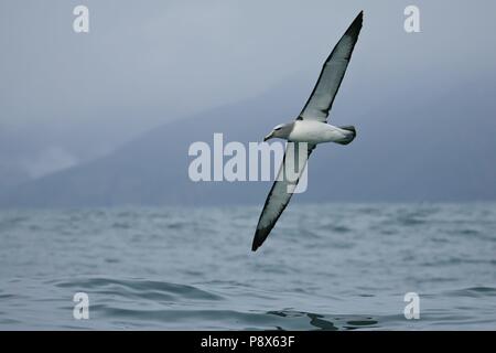 De l'albatros de Salvin (Thalassarche salvini) battant, Kaikoura, New Zealand | conditions dans le monde entier Banque D'Images