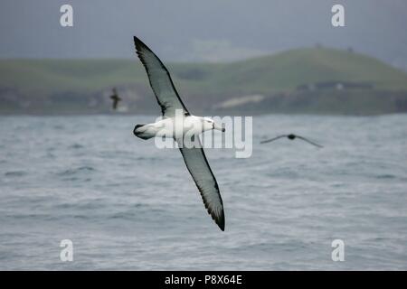Albatros timide (Thalassarche cauta) battant, Kaikoura, New Zealand | conditions dans le monde entier Banque D'Images