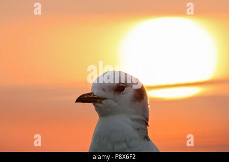 La Mouette tridactyle (Rissa tridactyla), coucher de soleil en portrait immatures de la mer du Nord, Basse-Saxe, Allemagne | utilisée dans le monde entier Banque D'Images