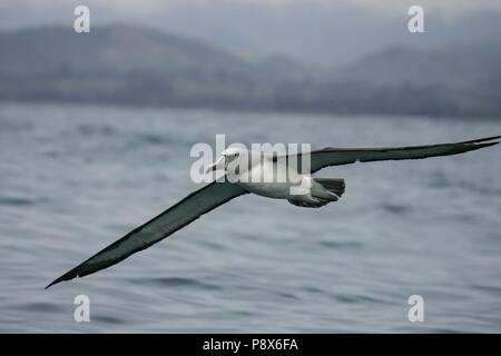 De l'albatros de Salvin (Thalassarche salvini) battant, Kaikoura, New Zealand | conditions dans le monde entier Banque D'Images