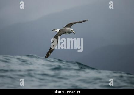 De l'albatros de Salvin (Thalassarche salvini) battant, Kaikoura, New Zealand | conditions dans le monde entier Banque D'Images