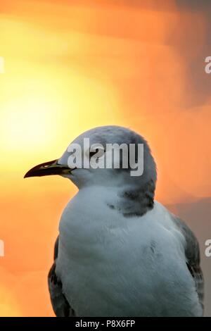 La Mouette tridactyle (Rissa tridactyla), coucher de soleil en portrait immatures de la mer du Nord, Basse-Saxe, Allemagne | utilisée dans le monde entier Banque D'Images