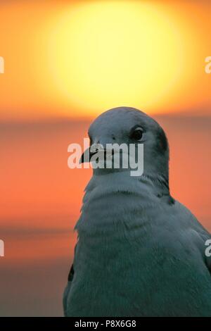 La Mouette tridactyle (Rissa tridactyla), coucher de soleil en portrait immatures de la mer du Nord, Basse-Saxe, Allemagne | utilisée dans le monde entier Banque D'Images