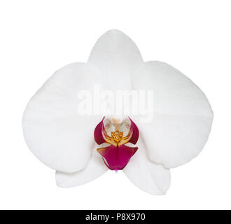 Orchird Flower isolated on White Banque D'Images