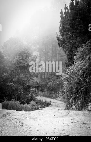 Paysage forêt brumeuse avec du brouillard à travers les arbres au Guatemala en noir et blanc Banque D'Images