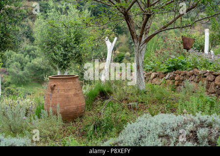 Un grand pot en terre cuite ensemble d'olive à l'extérieur dans un champ d'oliviers au jardin botanique de la Crète, la Canée Banque D'Images