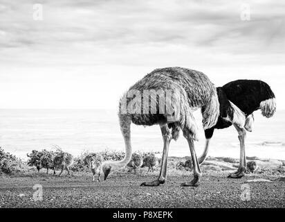 Autruche (Struthio camelus) famille promenade le long du Cap de Bonne Espérance, péninsule du Cap, Afrique du Sud en noir et blanc Banque D'Images