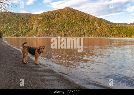 Airedale Terrier sur la rive de la rivière Hudson à l'automne à l'aube Banque D'Images