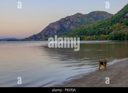 Airedale Terrier sur la rive de la rivière Hudson à l'automne à l'aube Banque D'Images