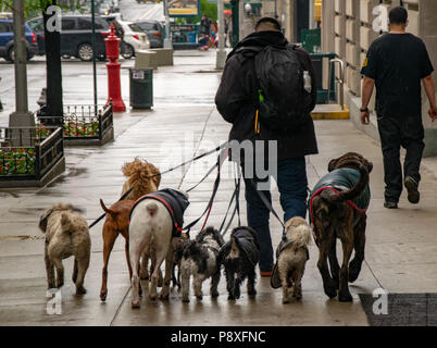 Dog walker à New York avec plusieurs chiens Banque D'Images