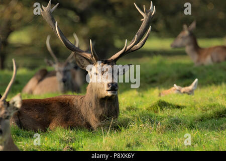 Red Deer masculin avec gros bois, Studley Royal Deer Park, Ripon, North Yorkshire, Angleterre, Royaume-Uni. Banque D'Images