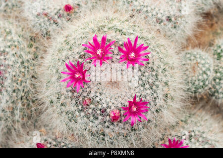 Mammillaria Hahniana floraison de cactus. Vieille Dame cactus Banque D'Images