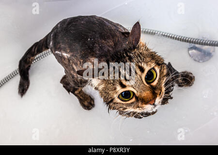 Chat mouillé dans la salle de bain après le bain Banque D'Images