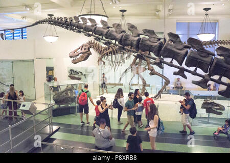 2 énormes dinosaures Apatosaurus queue en premier plan avec vue sur divers admirateurs de tous âges à couloir central display & Tyrranosaurus rex squelette au-delà Banque D'Images