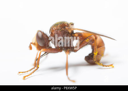 Une myopa buccata fly photographié dans un studio à North Dorset England UK GB. La mouche est widesrpead au Royaume-Uni et ses larves sont parasites internes de b Banque D'Images